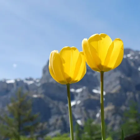 Haus Haus Cristal By Interhome Leukerbad